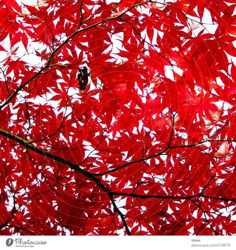autumn fire Elegant Exotic Beautiful Life Environment Nature Plant Autumn Tree Leaf Glittering Growth Authentic Exceptional Red Power Maple tree Colour photo
