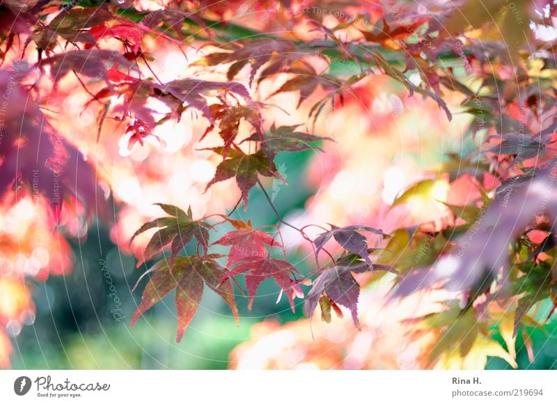 Autumn Flash Nature Plant Illuminate To dry up Natural Multicoloured Gold Green Pink Red Moody Joie de vivre (Vitality) Esthetic Transience Change Leaf canopy