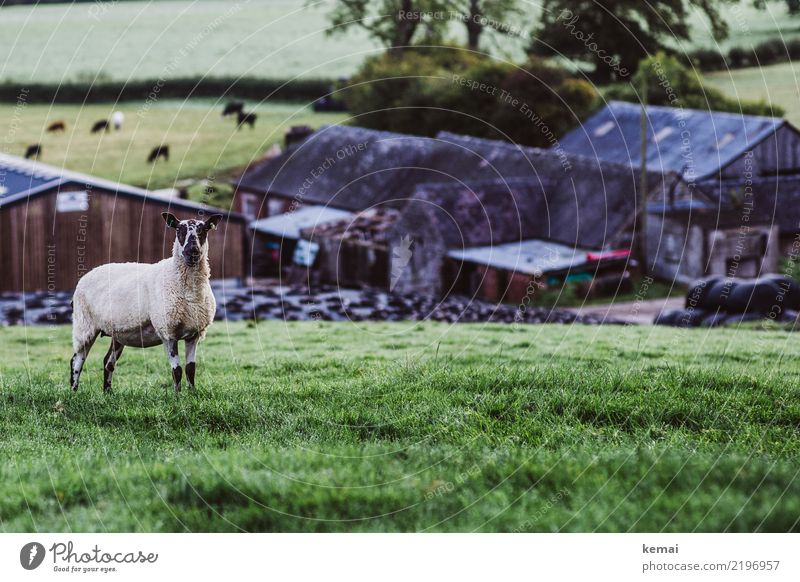 farm sheep Harmonious Well-being Contentment Senses Relaxation Calm Leisure and hobbies Trip Freedom Nature Landscape Summer Beautiful weather Grass Field Hill