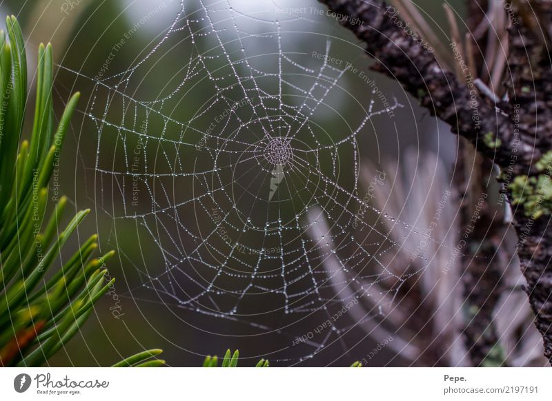 Spider's web with rope Nature Tree Alps Eating Catch Dew Drops of water Symmetry Colour photo Exterior shot Macro (Extreme close-up)