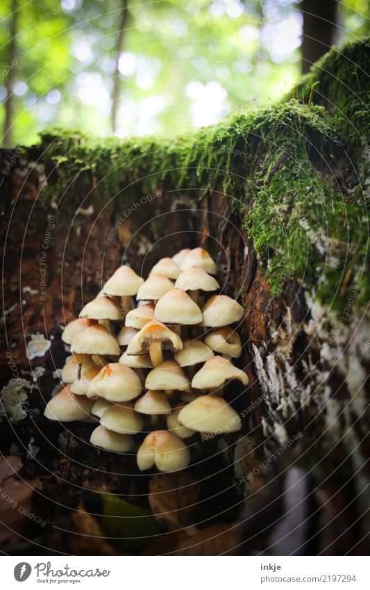 many mushrooms Nature Summer Autumn Mushroom Forest Woodground Group of animals Growth Together Small Natural Many Attachment Symbiosis Multiple Moss Inedible