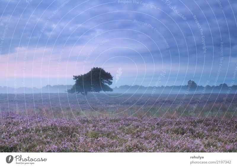 misty morning on heather flowering meadow in summer Summer Nature Landscape Sky Clouds Horizon Fog Tree Flower Blossom Wild Pink Serene Mountain heather ling