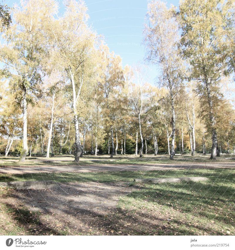 birches Nature Landscape Autumn Plant Tree Birch tree Blue Green Colour photo Exterior shot Deserted Day Shadow Recreation area Calm Beautiful weather Many