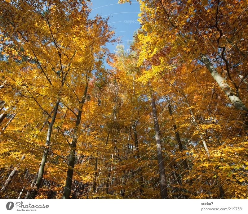 The Golden Age I Autumn Tree Forest Old Change Beech wood Bright Colours Brown Colour photo Exterior shot Deserted Wide angle Treetop Autumnal Autumnal colours
