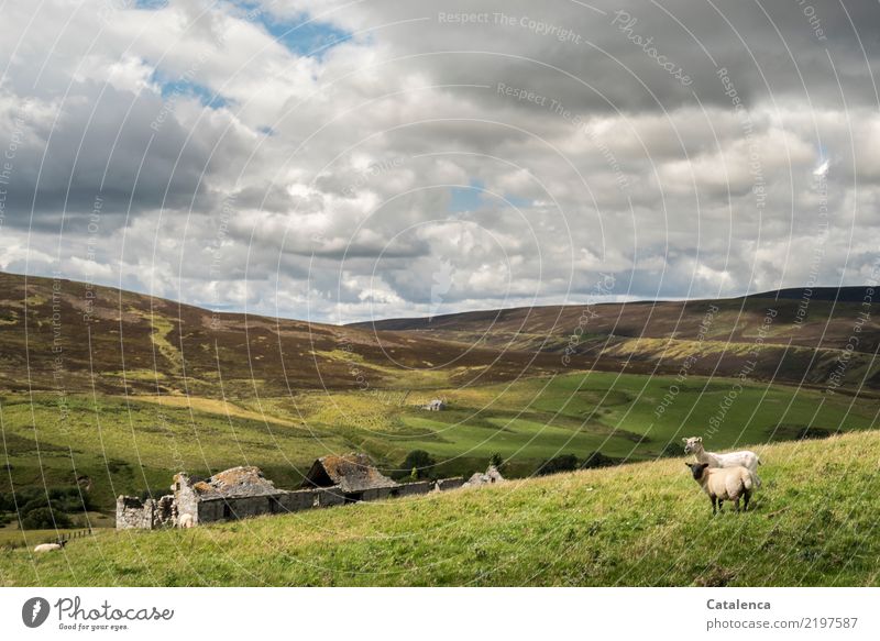 Scottish high moorland landscape with sheep Nature flora Animal fauna Landscape Fen Willow tree Meadow Bog Ruin heather Clouds Sky Farm animal Agriculture