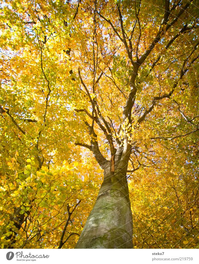 The Golden Age II Autumn Forest Old Change Beech wood Indian Summer Airy Sunlight Yellow-gold Colour photo Illuminate Treetop Leaf canopy Autumnal