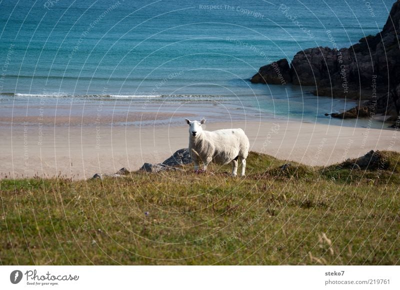 Scotland meets the Caribbean Meadow Waves Coast Beach Farm animal Sheep 1 Animal Loneliness Far-off places turniness Pasture Colour photo Deserted