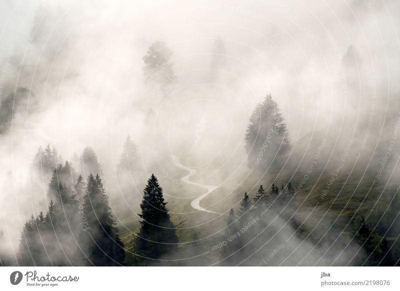 Fog in the Kiental valley Harmonious Relaxation Calm Meditation Freedom Mountain Hiking Landscape Elements Air Drops of water Clouds Autumn Weather Fir tree
