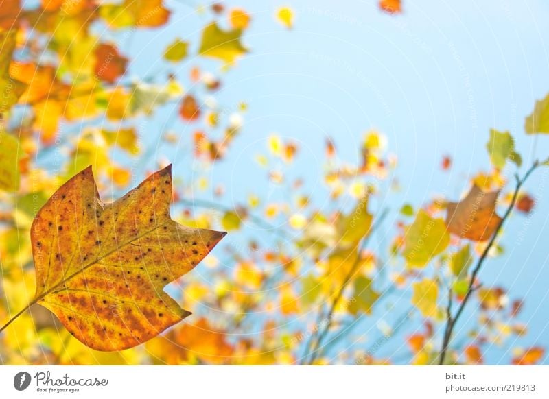 Fresh into autumn...(X) Nature Plant Air Sky Cloudless sky Autumn Climate Weather Beautiful weather tree flaked Foliage plant Blue Yellow Environment Transience