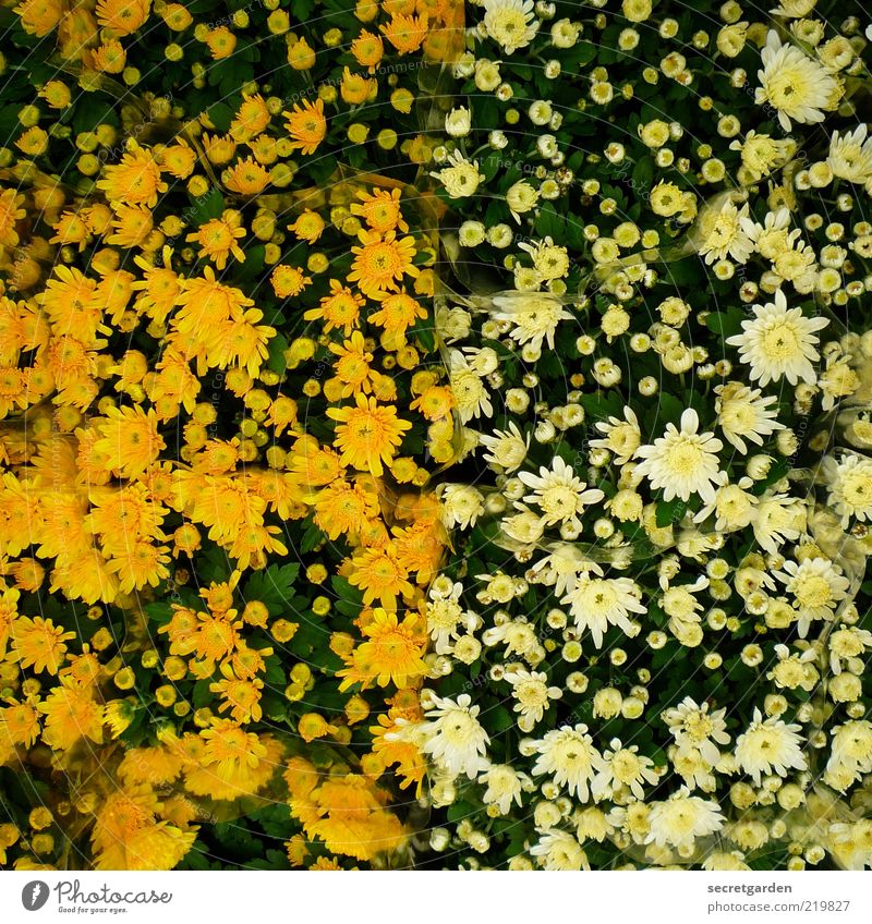 [HH 10.1] relatively full. Valentine's Day Mother's Day Nature Plant Spring Summer Flower Blossom Line Happiness Fresh Yellow White Warm-heartedness Orderliness