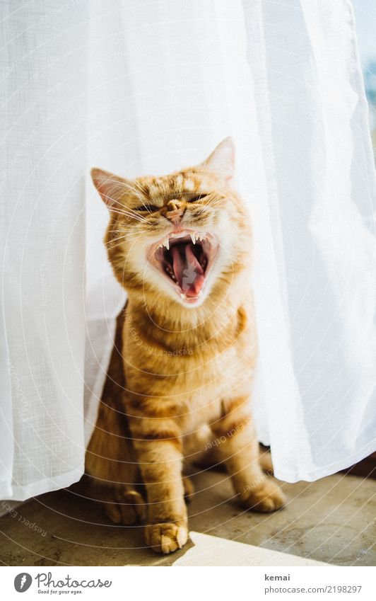 gullet Living or residing Animal Pet Cat Animal face Pelt Paw Set of teeth Show your teeth Tongue 1 Scream Sit Authentic Beautiful Orange White Anger