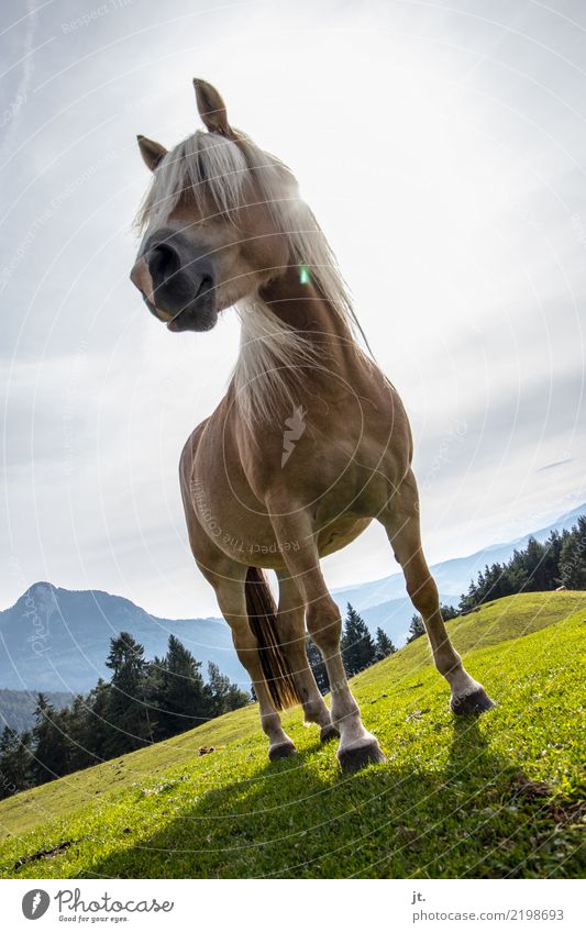 Horse on alpine meadow Ride Vacation & Travel Mountain Hiking Equestrian sports Environment Nature Landscape Sky Sun Autumn Beautiful weather Grass Forest Hill