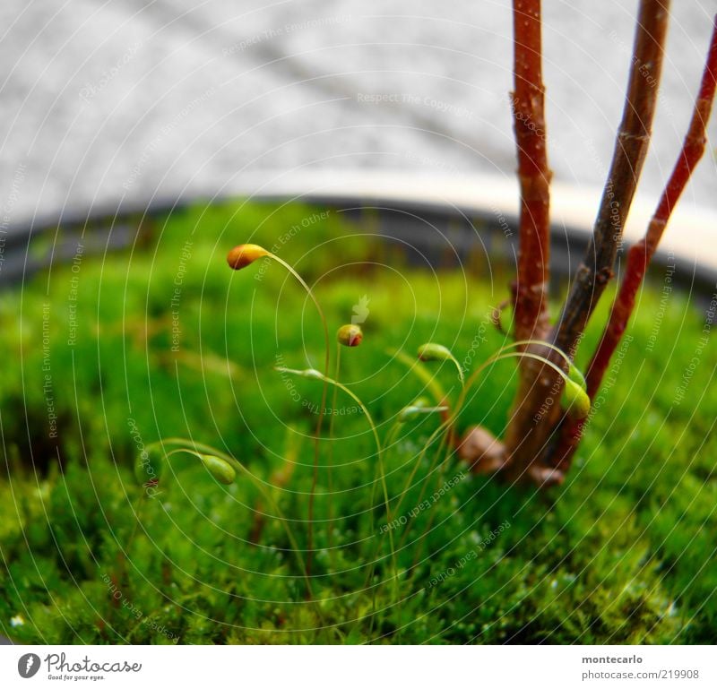 moss blossoms Nature Plant Moss Foliage plant Pot plant Colour photo Day Plantlet Stalk Shallow depth of field Macro (Extreme close-up) Deserted