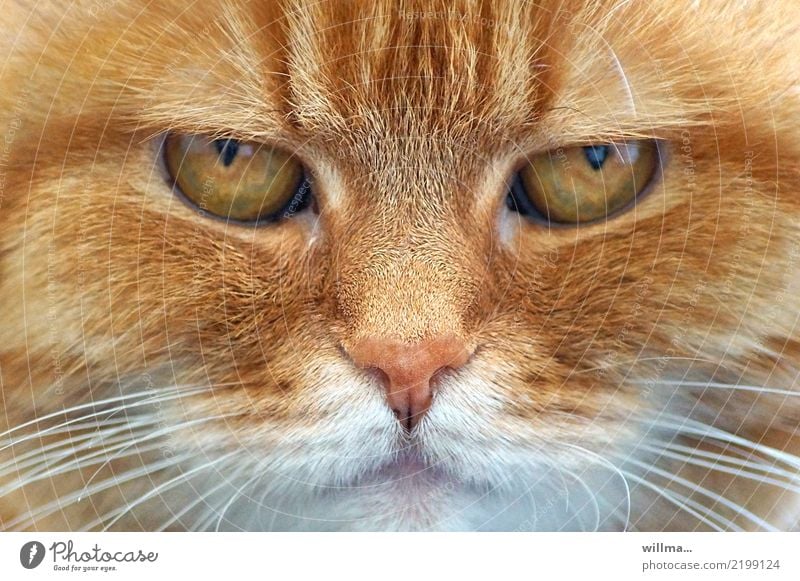 eyes of a beautiful redheaded cat, animal portrait Cat Domestic cat Animal face 1 Observe Cute Pet Auburn Looking into the camera Whisker Animal portrait