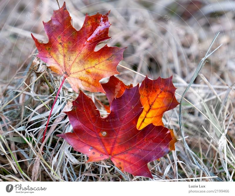 Autumn in red and gold Environment Nature Leaf Beautiful Gold Red Subdued colour Multicoloured Exterior shot Close-up Detail Day Light Shallow depth of field