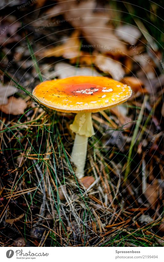 Fly agaric in the forest Vacation & Travel Hiking Environment Nature Landscape Plant Mushroom Park Forest Yellow Red Black Curiosity Environmental pollution