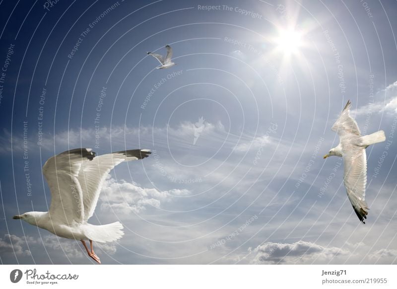 Towards the sun. Sky Clouds Sun Beautiful weather Bird 3 Animal Freedom Seagull Hover Warmth Ease Subdued colour Exterior shot Deserted Copy Space left