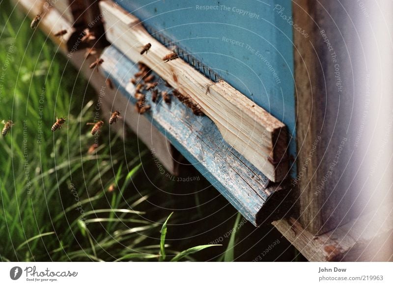 landing approach Beautiful weather Grass Meadow Animal Farm animal Bee Group of animals Flock Flying Diligent Disciplined Nature Honey bee Beehive Apiary Buzz