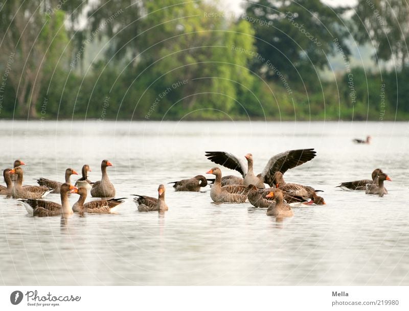 In the morning at the lake Environment Nature Water Park Lakeside Pond Animal Wild animal Bird Goose Gray lag goose Wild goose Group of animals Together Natural