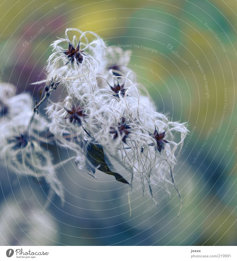 stars Nature Plant Beautiful White traveller's joy Colour photo Subdued colour Multicoloured Exterior shot Day Shallow depth of field Thread-like Soft Deserted