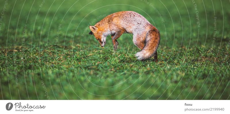 Fox and mouse Animal Nature Mammal Forest Wild animal Cute Animal portrait Meadow Field Close-up Jump Food forest dwellers Orange Exterior shot
