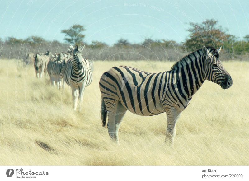 when striped horses wander. Nature Sky Grass Animal Wild animal Zebra Herd Colour photo Long shot Safari Behind one another Multiple Exterior shot Free-roaming