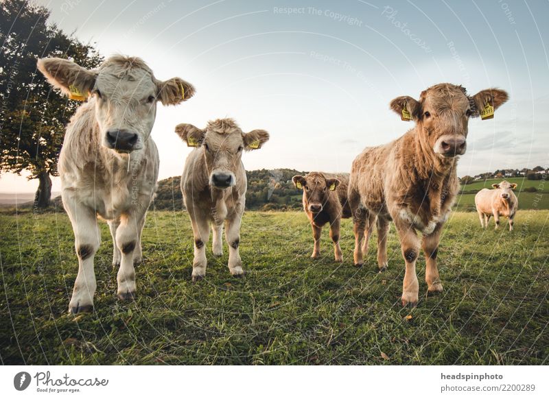 Group of four young cattle on a pasture Environment Autumn Beautiful weather Meadow Field Pasture Agriculture Farmer Animal Farm animal Cow Cattle Bull 4