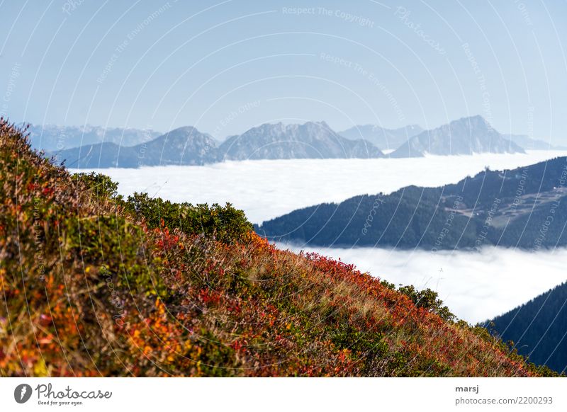 Triangles in the mountains Nature Autumn Beautiful weather Fog Mountain Effort Loneliness Far-off places Sea of fog blueberry bushes Autumnal