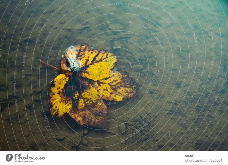 leaf, wet Nature Water Autumn Weather Leaf Old Esthetic Authentic Wet Natural Beautiful Brown Yellow Grief Transience Change Autumn leaves Autumnal Seasons