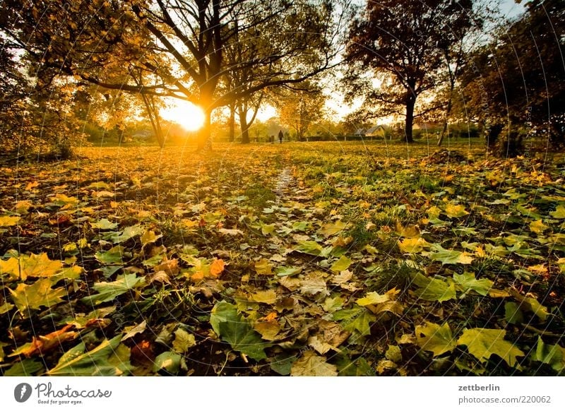 Sunset in the allotment colony Environment Nature Landscape Plant Earth Sunrise Sunlight Autumn Climate Weather Beautiful weather Tree Grass Leaf Park Meadow