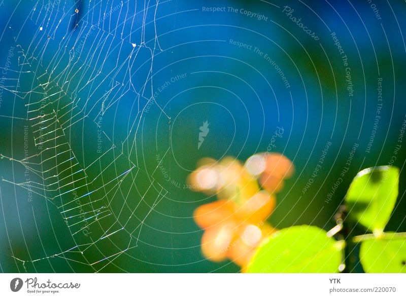 Indian summer Environment Nature Plant Air Beautiful weather Bushes Leaf Foliage plant Fresh Glittering Soft Spider's web Net Tension Hollow Pattern Moody