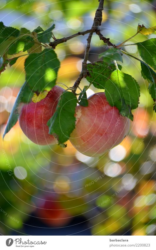 nor do they hang... Fruit Apple Autumn Climate Beautiful weather Leaf Apple tree Twigs and branches Garden Eating To enjoy Hang Round Juicy Multicoloured Red