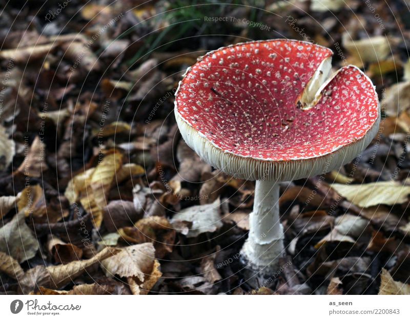 A little man stands in the forest ... Environment Nature Earth Autumn Plant Mushroom Mushroom picker Amanita mushroom Mushroom cap Forest Illuminate Growth