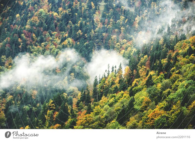 autumn sign Clouds Autumn Fog Autumn leaves Forest Mountain Mountain forest Green White Loneliness Nature Calm Environment Steep Slope Colour photo