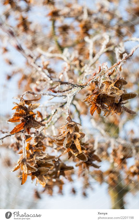 Iced branches Nature Plant Winter Frost Tree Leaf Park Wood Freeze Cold Blue Brown Twigs and branches Shriveled Colour photo Exterior shot Deserted