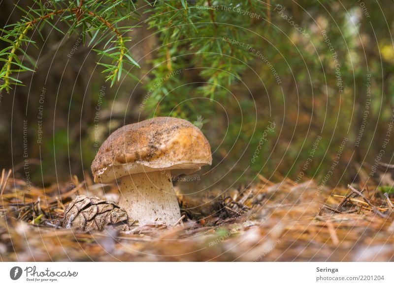 Another thick boletus mushroom Environment Nature Plant Animal Autumn Park Forest Eating Growth Boletus mushroom stool Mushroom cap Mushroom picker