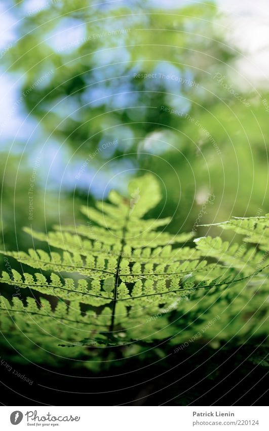 green is the hope Environment Nature Plant Elements Air Fern Leaf Foliage plant Wild plant Breathe Fresh Bright Beautiful Green Blur Structures and shapes