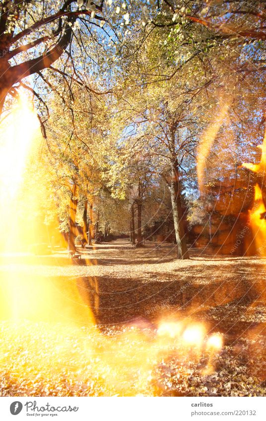 Going through fire Fire Sunlight Autumn Beautiful weather Tree Park Illuminate Brown Sadness Grief Transience Lose Leaf Double exposure Lanes & trails