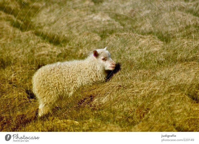Iceland Environment Nature Plant Animal Grass Pet Farm animal Sheep 1 Baby animal Fat Small Natural Wild Moody Idyll Wool Camouflage Colour photo Subdued colour