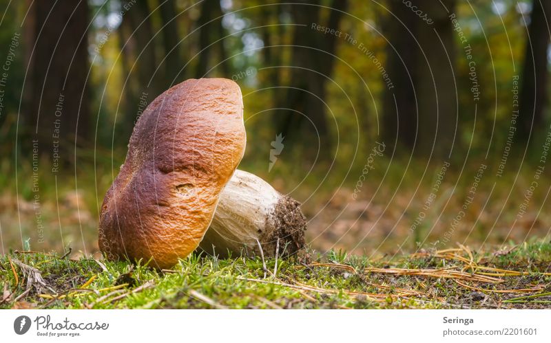 Splendid find Nature Plant Animal Autumn Grass Moss Fern Garden Park Meadow Forest Eating To enjoy Growth Healthy Large Delicious Near Natural Poison Mushroom