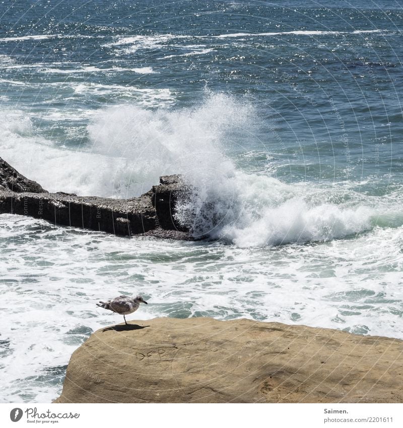 Sunset Cliffs Brandung Felsen Gischt San Diego Pacific Ocean Wellen Möwe Vogel Waves Wasser Meer maritim California USA Beach Natur Leben Coast