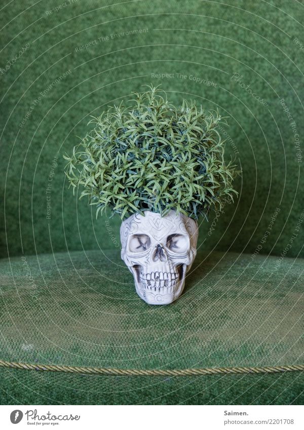 Der grüne Tod wachsen Totenkopf Schädel Kopf Leben Pflanze Kreislauf Gebiss Zähne skurril abstrakt verstörend vergänglich Sessel