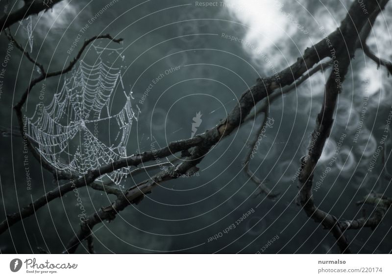 Autumn, the spinning of the spider Environment Nature Landscape Bad weather Rain Plant Tree Sign Hang Dark Sustainability Wet Natural Moody Network Drop Dew