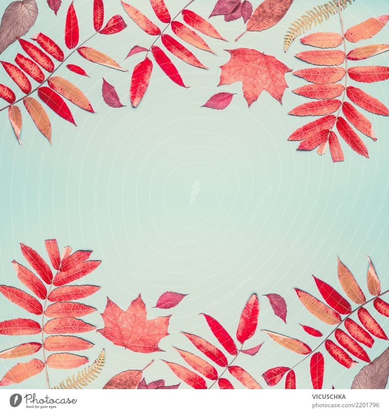 Autumn background with red foliage pattern Style Design Thanksgiving Nature Leaf Decoration Sign Background picture Composing Frame Hip & trendy Red Pattern