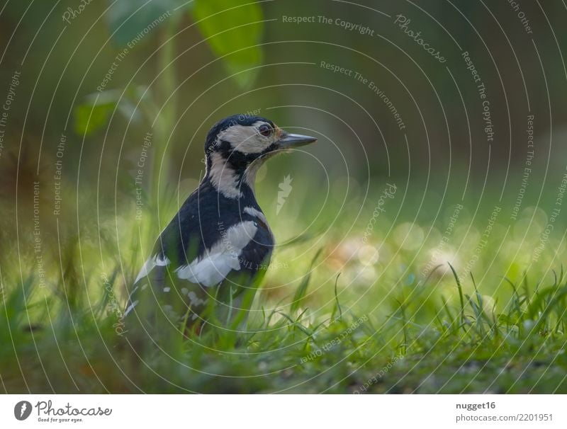 great spotted woodpecker Environment Nature Animal Sunlight Spring Summer Autumn Grass Garden Meadow Forest Wild animal Bird Animal face Wing Spotted woodpecker