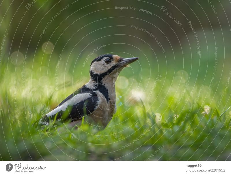 great spotted woodpecker Environment Nature Animal Spring Summer Autumn Beautiful weather Plant Grass Garden Park Meadow Forest Wild animal Bird Animal face