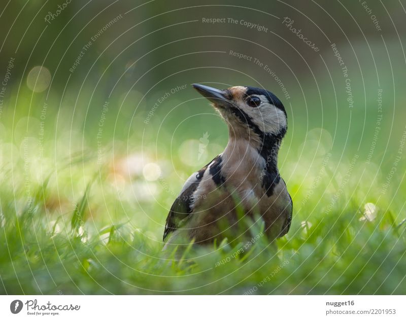 great spotted woodpecker Environment Nature Plant Animal Spring Summer Autumn Beautiful weather Grass Garden Park Meadow Forest Wild animal Bird Animal face