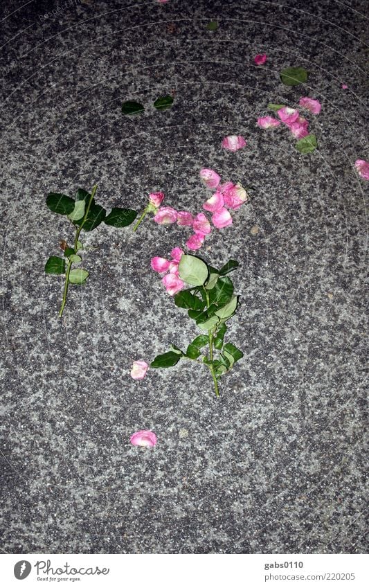 sad evening Flower Rose Leaf Blossom Street Blossoming To fall Fight Love Aggression Dark Gloomy Gray Green Pink Black Grief Lovesickness Pain Disappointment