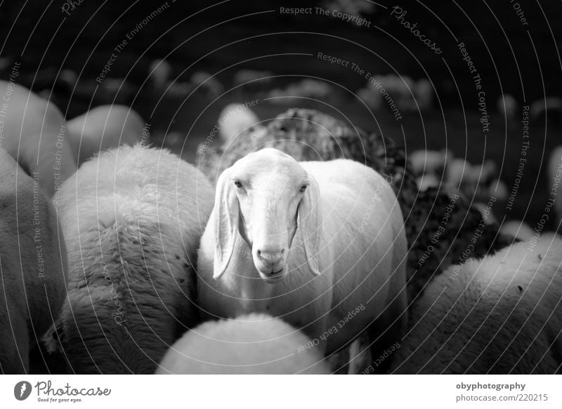 Why me? Mountain Landscape Farm animal 1 Animal Observe Wait Cry Gloomy Black White Curiosity Interest Sadness Uniqueness Feeble Sheep Funny Depth of field