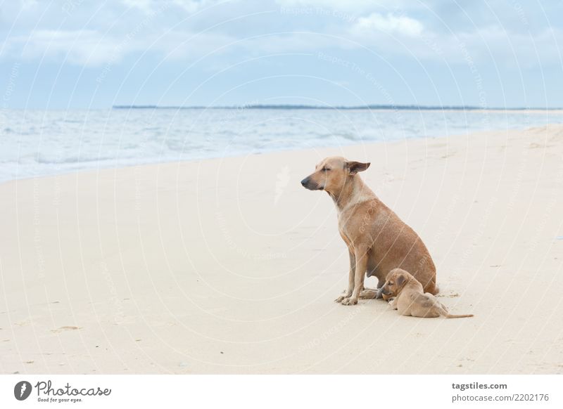 Enjoying the wind, Sri Lanka, Asia Kalpitiya Puppy Dog Vacation & Travel Idyll Freedom Card Tourism Paradise Nature intact Landscape Beach Sand Ocean Water